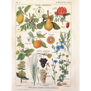 Manifesto botanico d'epoca del 1912, Illustrazione floreale, Piatto antico, Manifesto originale di medicina, *Piante da antipasto*