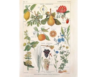 1912 Vintage old botanical poster, Flower illustration, Antique plate, Original medicine poster, *Appetizer plants*