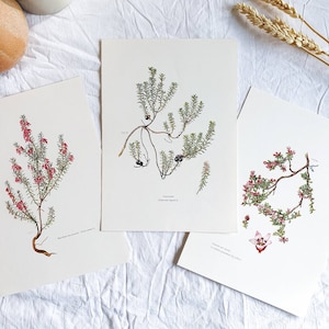 1950 Set of 3 botanical prints TREES, Old vintage poster, Antique print poster, Heather