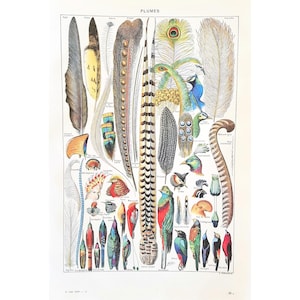 1949 FEATHERS Originale vecchio poster vintage Stampa autentica antica Tavola illustrata anni '40 Piume Piume di uccelli