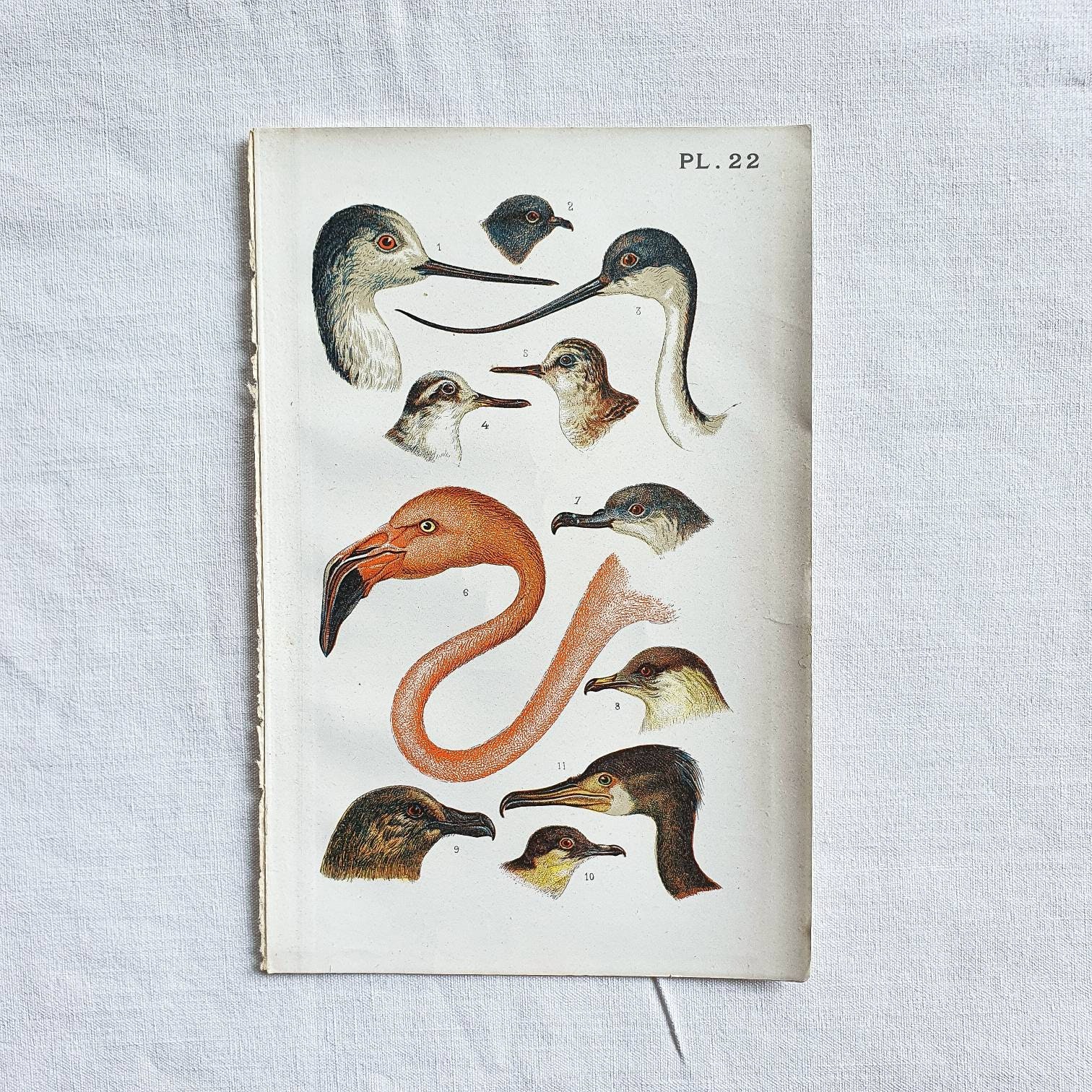 1890 Planche Oiseaux Pl.22 Affiche Vintage Ancienne Antique Original Authentic Print Poster Illustré