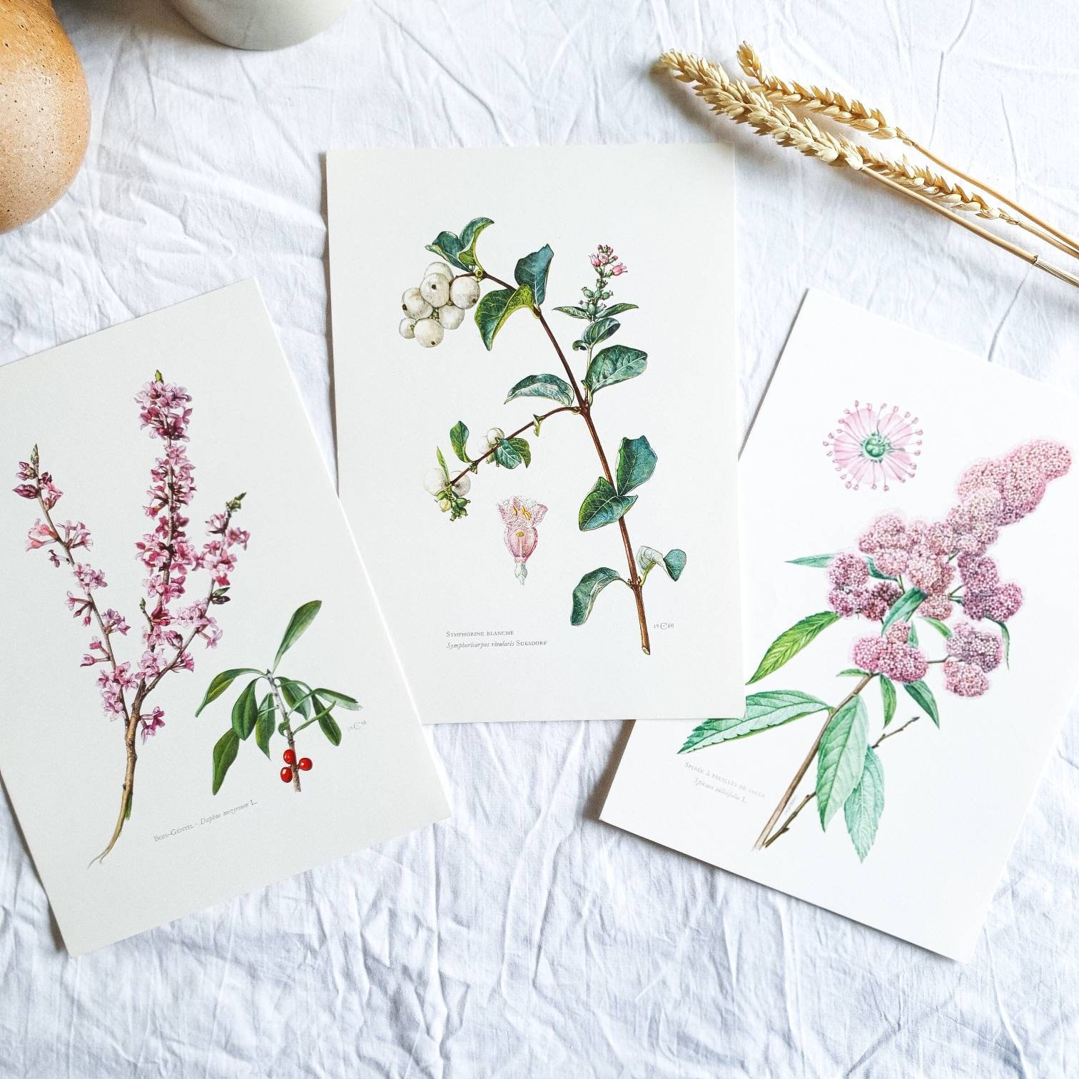 1950 Lot de 3 Planches Botaniques Arbres, Affiche Vintage Ancienne, Antique Original Authentic Print