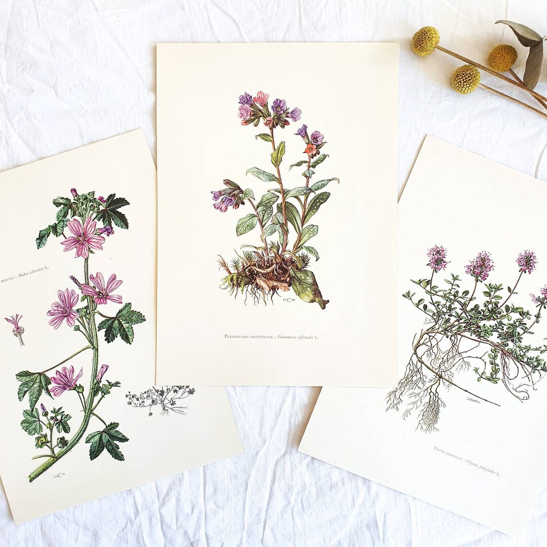 1950 Set of 3 Vintage Botanical Prints, French Antique Posters ...