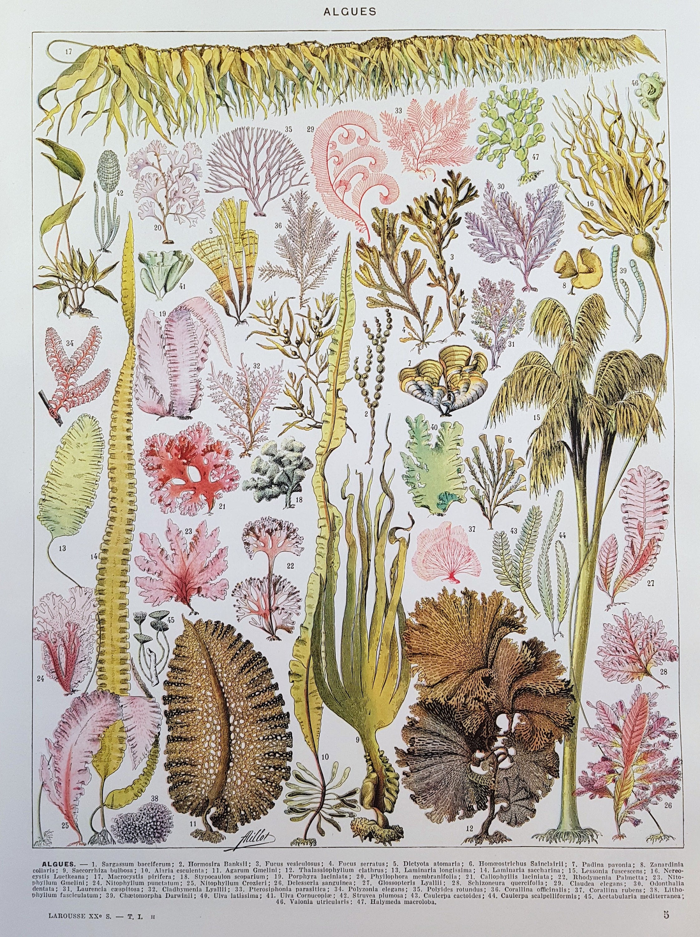 1930 Algues Affiche Vintage Originale Ancienne Antique Planche Illustrée Années 30 Algues Mer Marin