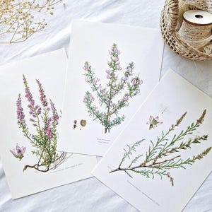 1950 Set of 3 old botanical prints, Flower posters, Vintage botanical illustrations, Antique floral drawings, Wall-art