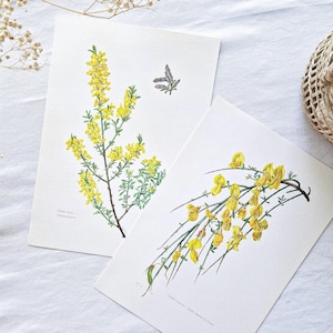 Pósteres vintage de escobas de 1950. Conjunto de dos láminas botánicas antiguas. Ilustraciones botánicas vintage. Dibujos de árboles con flores amarillas.