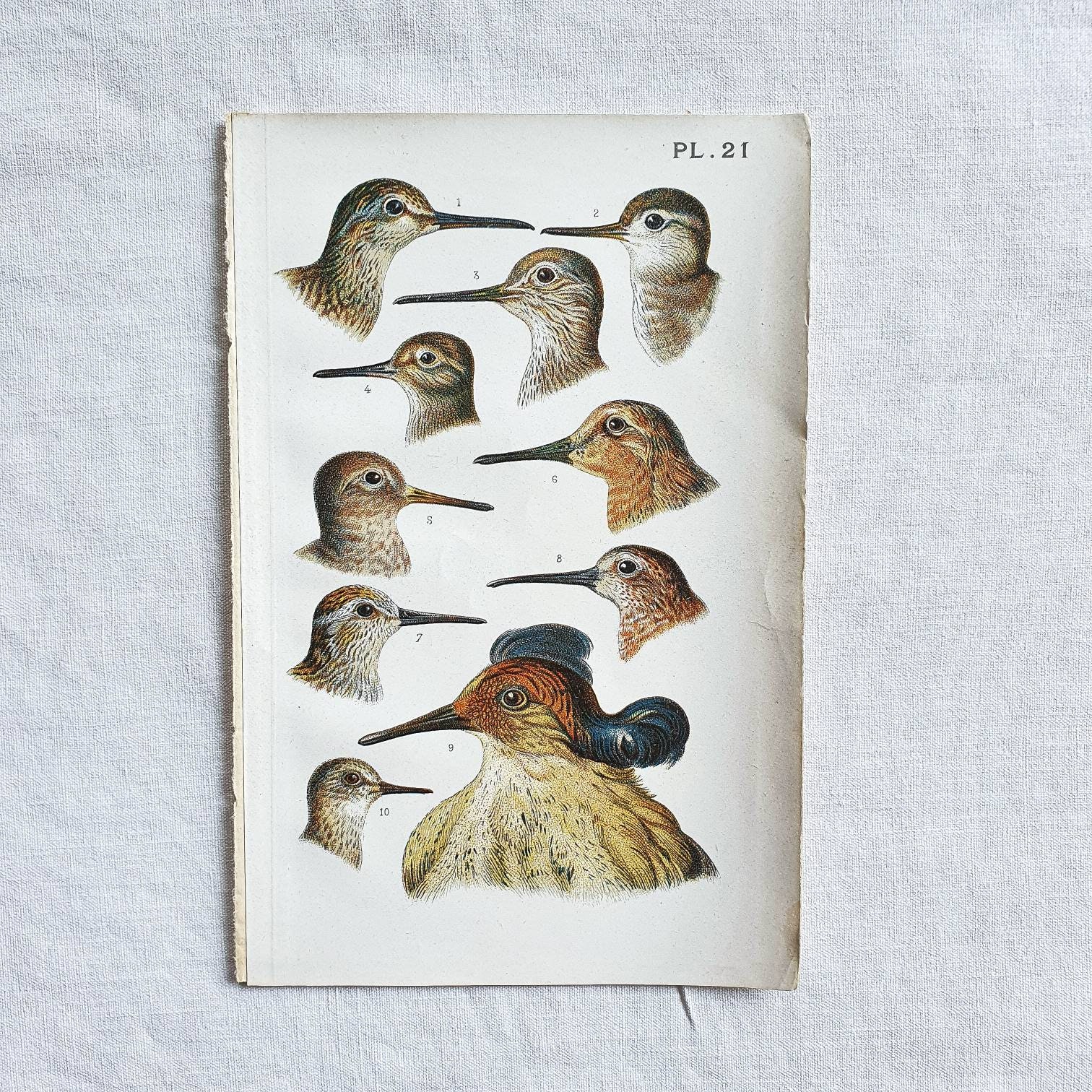 1890 Planche Oiseaux Pl.21 Affiche Vintage Ancienne Antique Original Authentic Print Poster Illustré