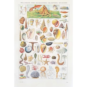 1949 Shells Mollusks Vintage illustrated poster, Original old poster, Poster illustration, Larousse dictionary page