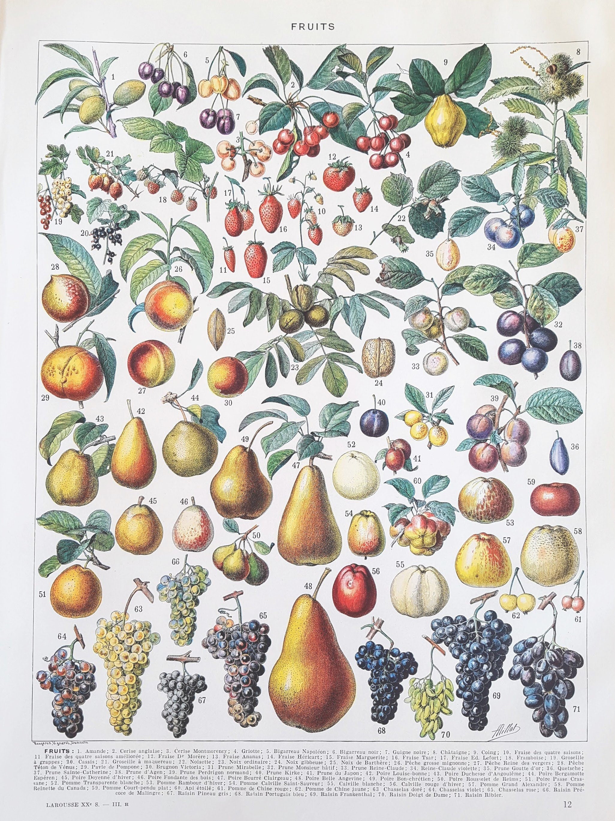 1930 Fruits Affiche Vintage Illustrée, Originale Ancienne, Poster Illustration, Page de Dictionnaire
