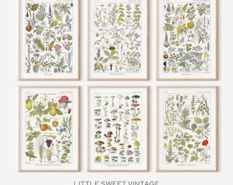 Botanical prints, Set àf 6 prints, Vintage prints reproduction, Medicinal plant and flower posters, Botanical illustrations, French posters