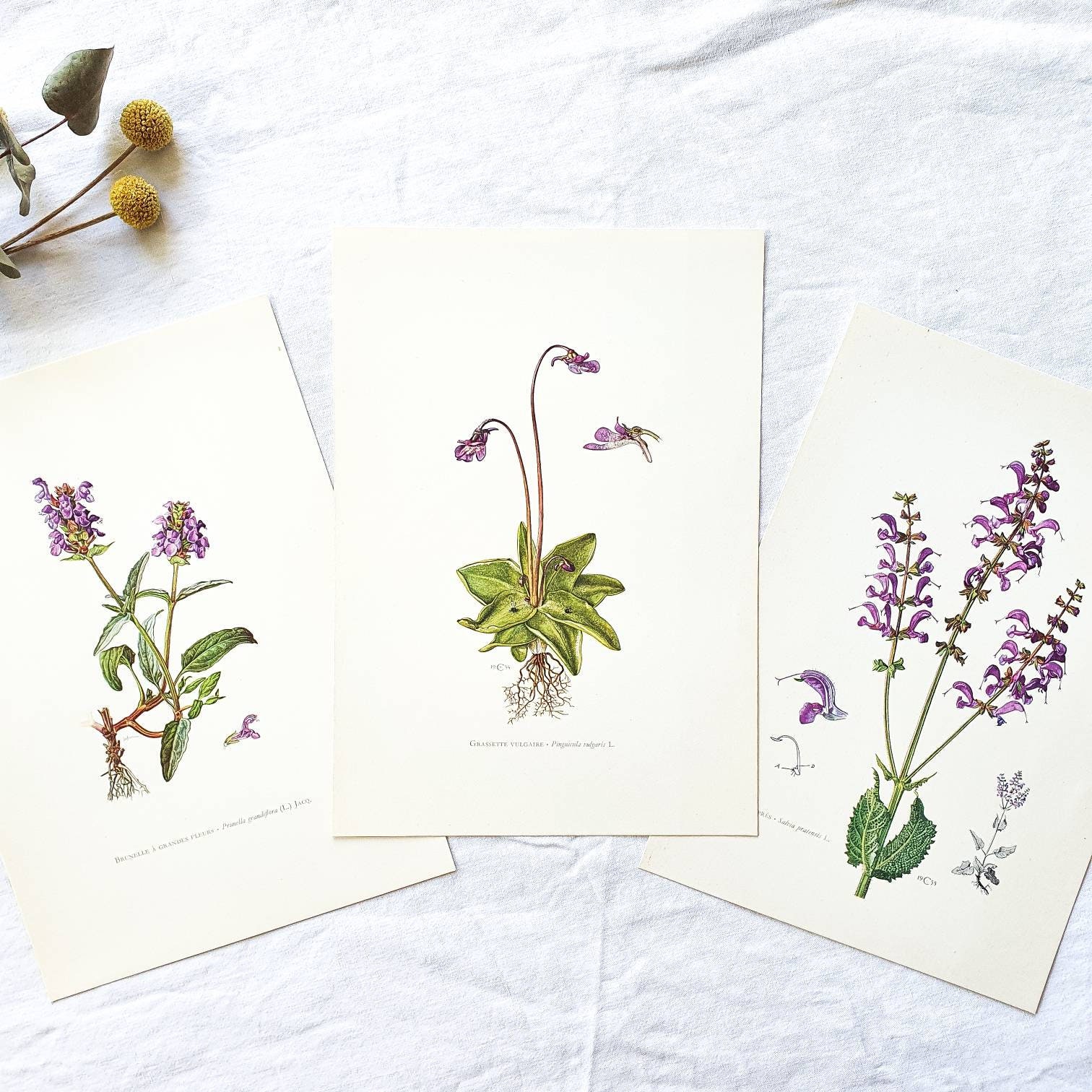 1950 Lot de 3 Planches Botaniques Vintage Illustrées, Affiche Florale Ancienne, Poster Illustration 