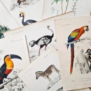 以下が含まれることがあります： さまざまな動物を描いたアンティークプリントのコレクション。ツカン、シマウマ、ダチョウ、ツル、オウム、キツツキなど。プリントは白黒で、ヴィンテージな雰囲気です。
