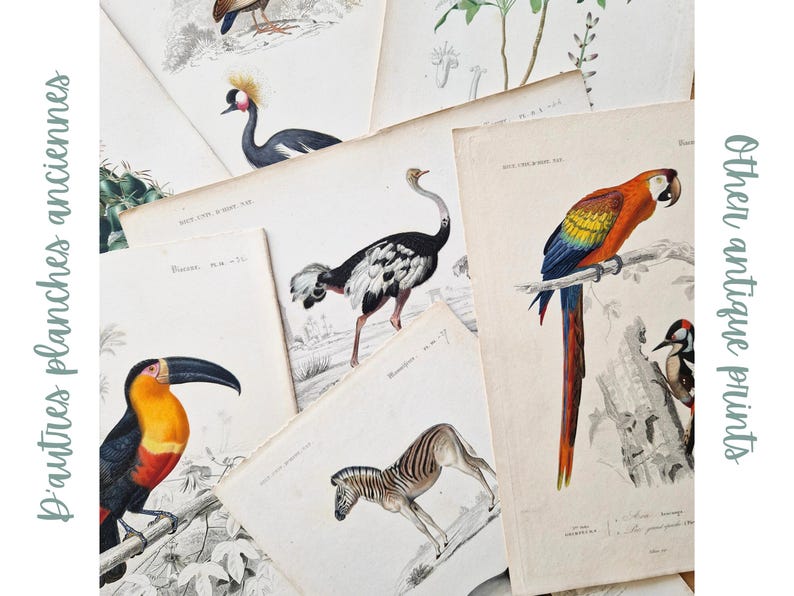 以下が含まれることがあります： さまざまな動物を描いたアンティークプリントのコレクション。ツカン、シマウマ、ダチョウ、ツル、オウム、キツツキなど。プリントは白黒で、ヴィンテージな雰囲気です。