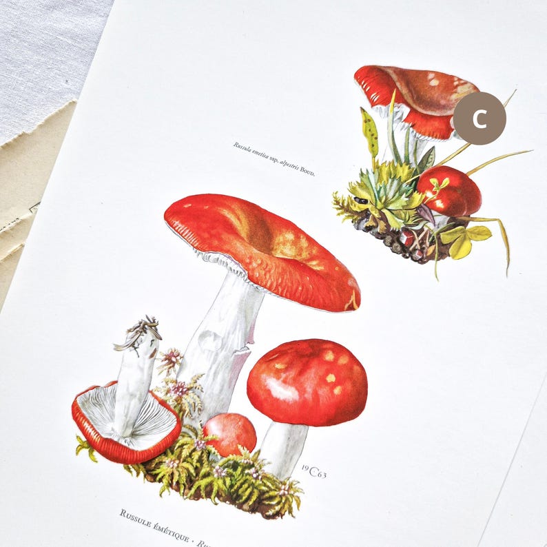 1960 MUSHROOM RUSSULE Old Botanical Print Vintage Original Poster 1960 MUSHROOM RUSSULE Old Botanical Print Vintage Original Poster