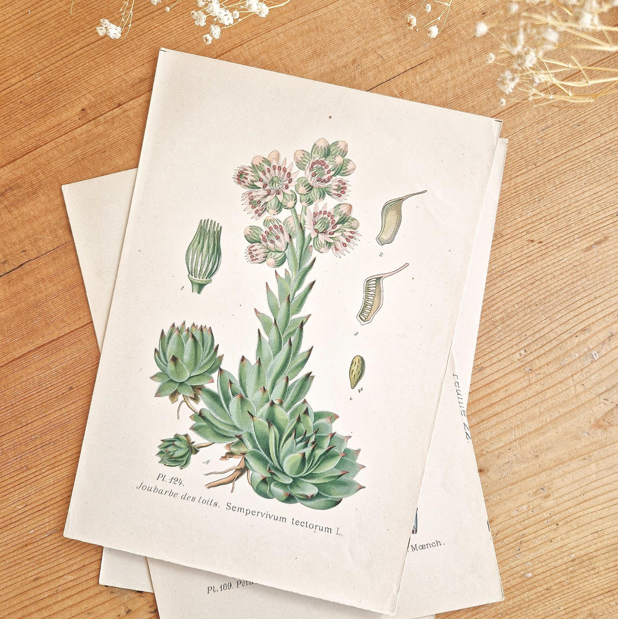 1891 Set of 3 Old Vintage Botanical Prints, French Antique Posters ...