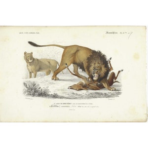 1849 Lion authentic old engraving, Original antique print lion, Hand colored illustration, Rare unique gift, Home decor, Vintage wall art