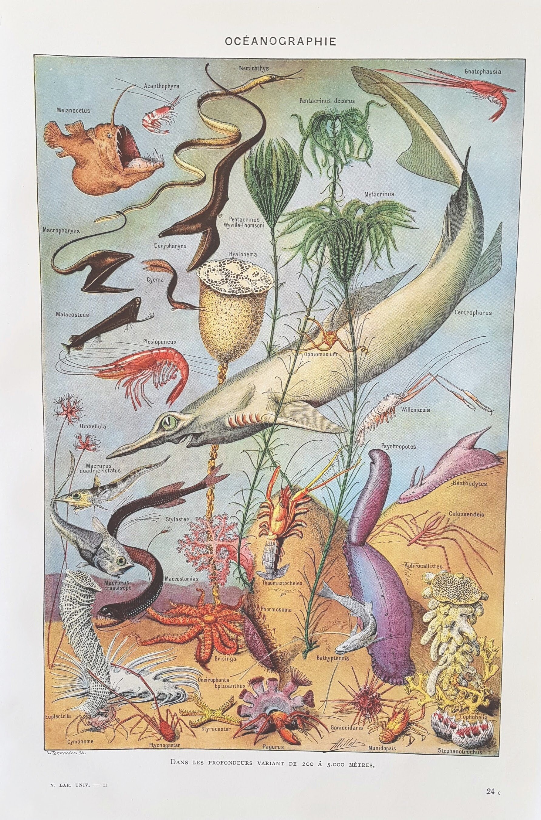 1930 Oceanographie Affiche Vintage Originale Ancienne Antique Authentic Print Planche Illustrée Anné