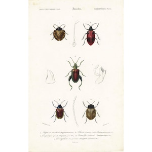 1849 Grabado original de insectos, Cartel vintage raro, Acuarela a mano, Entomología, Dibujos de insectos por ORBIGNY
