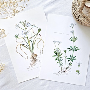 1950 Set of 2 botanical prints, Flower posters, Vintage botanical illustrations, Antique floral drawings, Wall-art