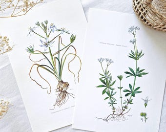 1950 Set of 2 botanical prints, Flower posters, Vintage botanical illustrations, Antique floral drawings, Wall-art