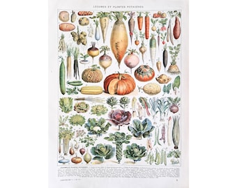 May include: Vintage botanical print featuring a variety of colorful vegetables. The print showcases an assortment of root vegetables, gourds, cabbages, and other produce, with detailed illustrations and labeled in French.