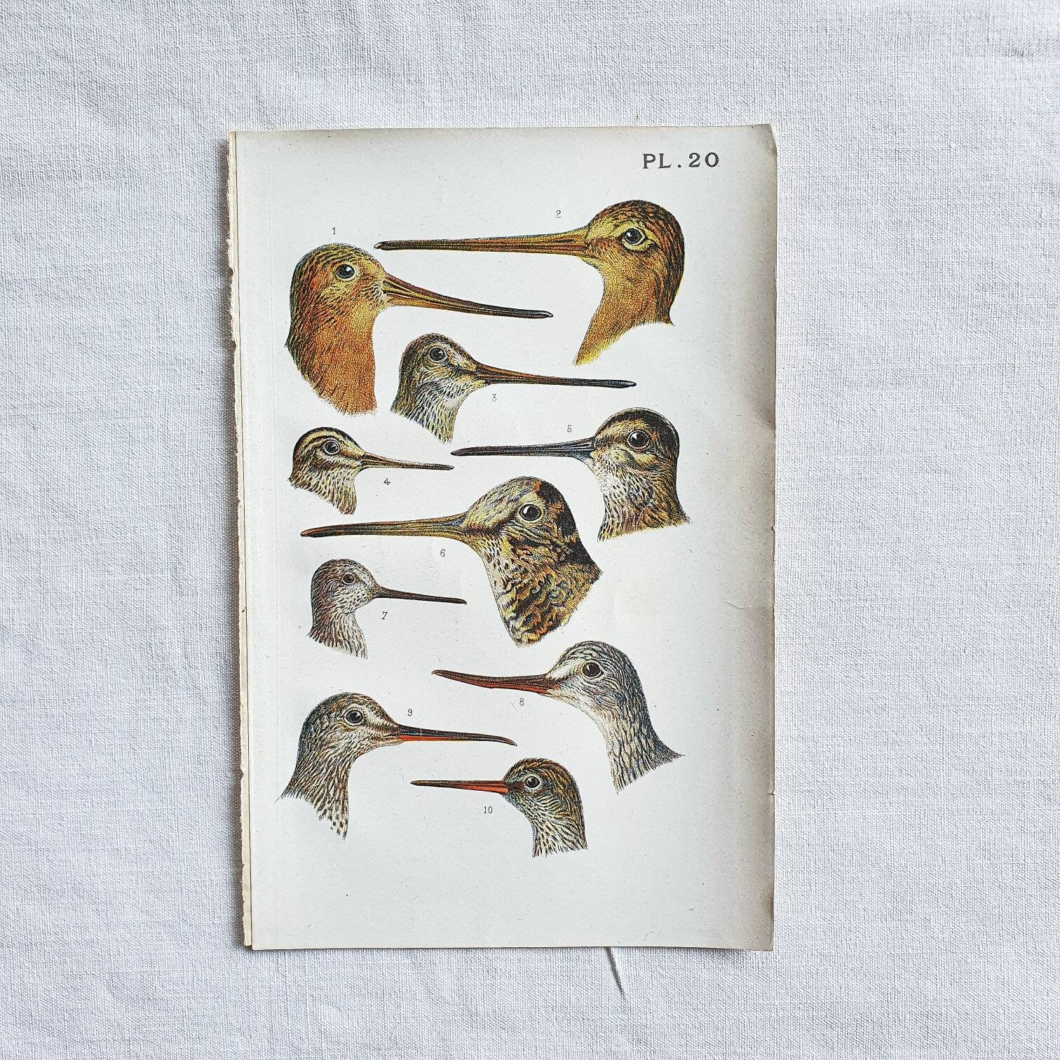 1890 Planche Oiseaux Pl.20 Affiche Vintage Ancienne Antique Original Authentic Print Poster Illustré