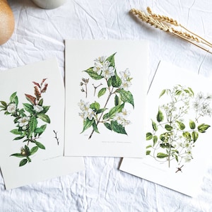 1950 Set of 3 vintage botanical prints, French antique posters, Original authentic print, Plant flower illustration, Rare gift, Old wall art