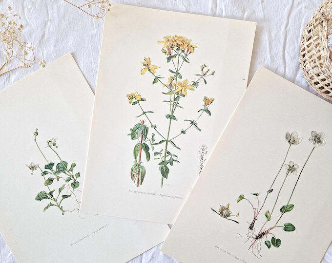 1950 Set of 3 Vintage Botanical Prints, French Antique Posters ...