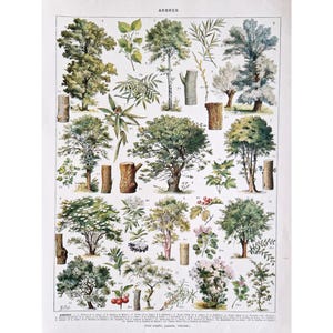 1930 TREES 1 Vecchio poster vintage alberi legno forestale, illustrazione botanica della natura, piatto antico, poster originale Francia, stampa