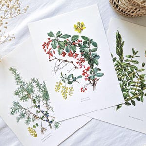 Conjunto de 3 láminas botánicas vintage de 1950, carteles de árboles antiguos, póster original, ilustración antigua de árboles en flor, plantas, boj.