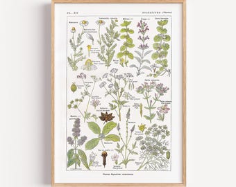 Poster botanique, Impression affiche vintage, Affiche plantes et fleurs, Illustration botanique nature, Plantes digestives