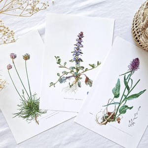 Conjunto de 3 láminas botánicas antiguas de 1950, pósteres de flores, ilustraciones botánicas vintage, dibujos florales, decoración de pared, violeta