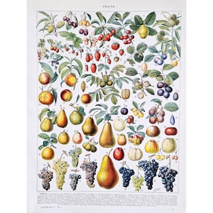 1930 Fruit poster, Fruits antique print, Authentic old poster, Illustrated vintage poster, French print, Dictionary page Larousse