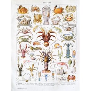 Op de afbeelding: Een vintage educatieve kaart met een verzameling kreeftachtigen, waaronder krabben, kreeften, garnalen en andere zeedieren. De kaart is geïllustreerd met gedetailleerde tekeningen van elke soort, gelabeld met nummers en namen in het Frans.