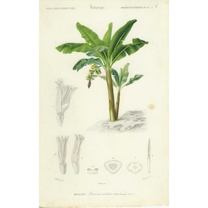 Impresión botánica antigua de 1849, póster vintage de plantas y flores, ilustración pintada a mano, regalo original excepcional, decoración única.
