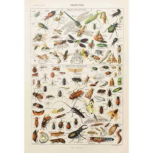 INSECTOS 1920 | Póster vintage | Lámina ilustrada | Póster francés antiguo original | Decoración de pared para salón | Regalo