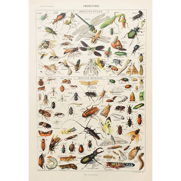 1920 INSECTS | Old vintage poster | illustration board | Antique original French poster | Living room wall decor | Gift