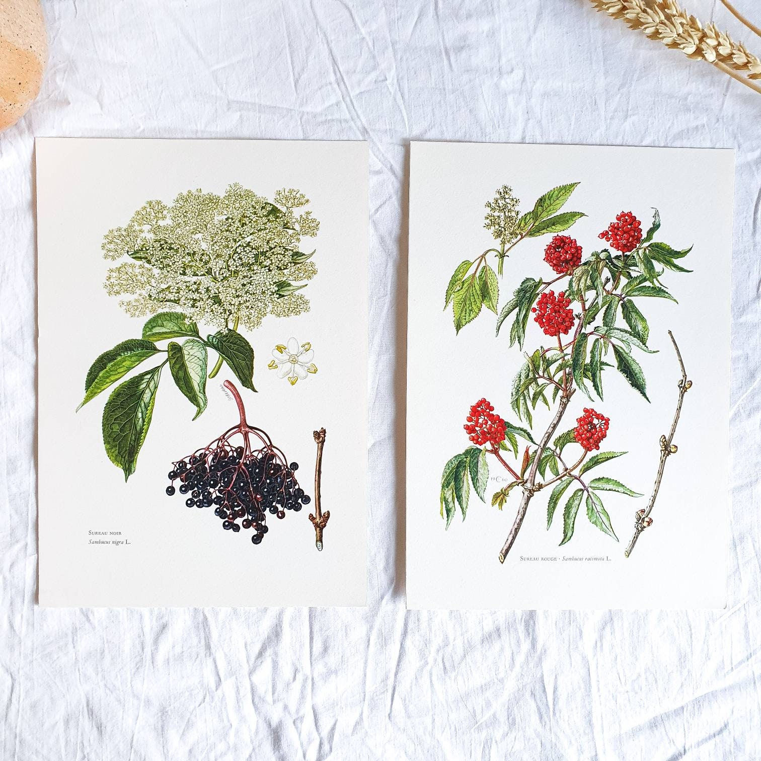 1950 Lot de 2 Planches Botaniques Vintage Illustrées, Affiche Florale Ancienne, Poster Illustration 