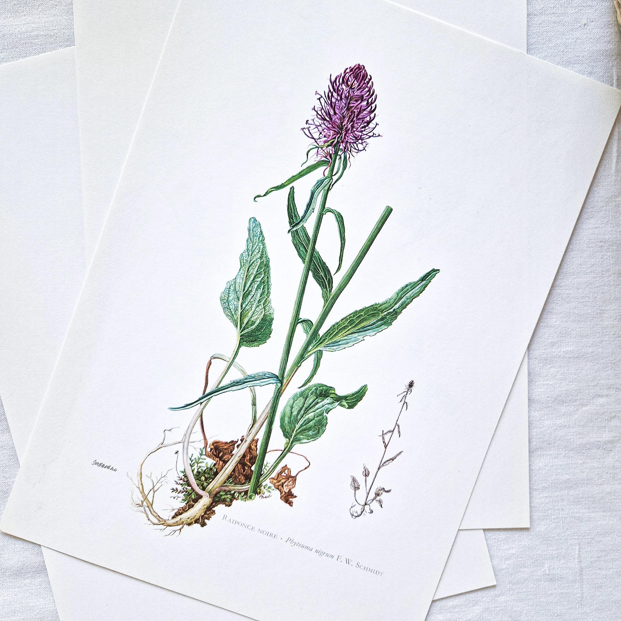 1950 Set of 3 Vintage Botanical Prints, Flower Old Posters, French ...