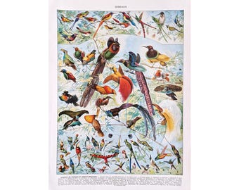 Twelve Wired Bird of Paradise Art Print, Antique Bird Painting
