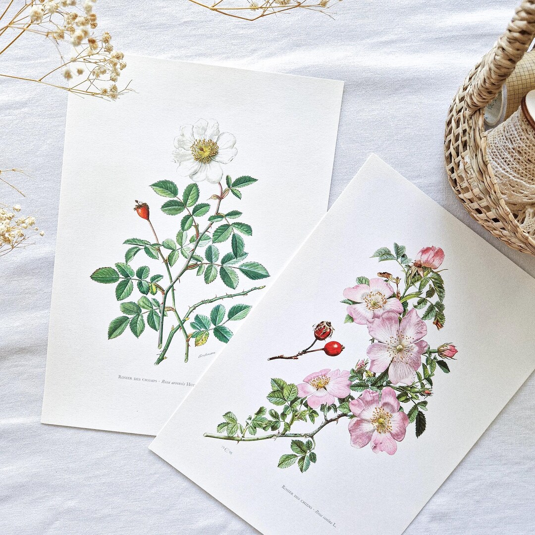 1950 Set of 2 Vintage Botanical Prints, French Antique Posters ...