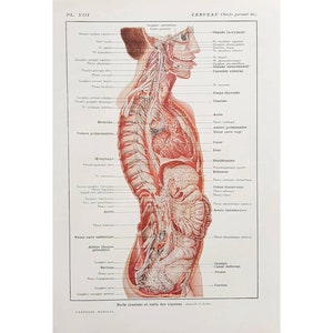 1912 Vintage oude wetenschap anatomie poster, menselijk lichaam illustratie, antieke plaat, geneeskunde poster Frankrijk, *Brain Crane"