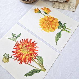 1964 Lote 2 pratos botânicos antigos, pôsteres botânicos antigos, ilustrações de flores antigas, desenhos de flores, decoração, presente, dália