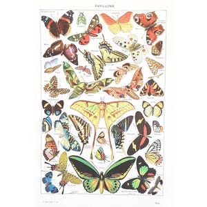 1949 BUTTERFLIES Original vintage poster Antique authentic print Illustrated plate 1940s Butterflies