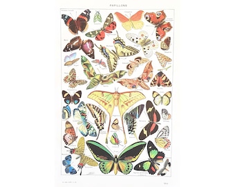 1949 BUTTERFLIES Original vintage poster Antique authentic print Illustrated plate 1940s Butterflies
