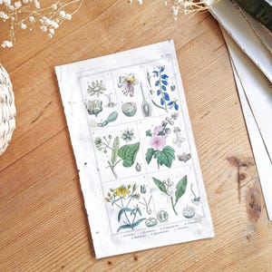 1862 Oude gravure, Vintage botanische plaat, Bloemillustratie, Originele bloemenposter, Oude botanische plaat