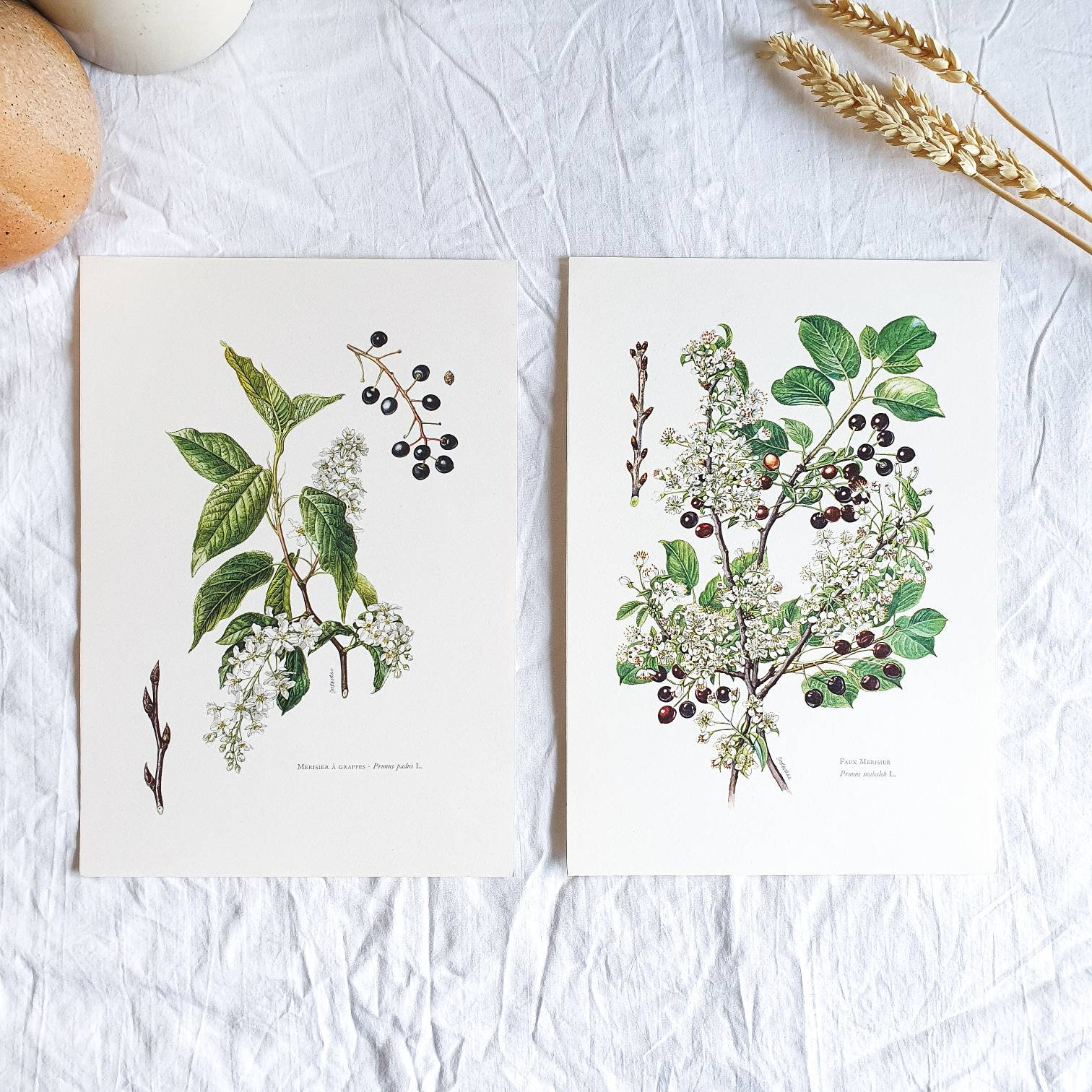 1950 Lot de 2 Planches Botaniques Vintage Illustrées, Affiche Florale Ancienne, Poster Illustration 