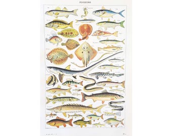 1949 FISHES Original vintage poster Antique authentic print Illustrated plate 1940s Fishes Fish