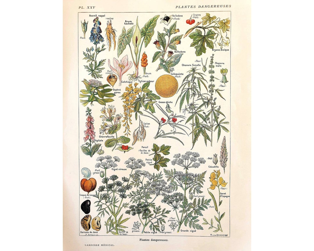 1912年ヴィンテージ植物ポスター、花のイラスト、アンティークプレート