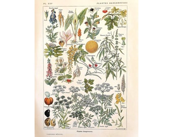 1912 Vintage Botanical Poster, Flower Illustration, Antique Plate, Original Medicine Poster France, *Dangerous Plants 2*